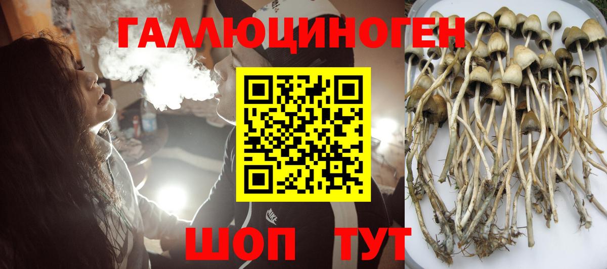 Псилоцибиновые грибы GOLDEN TEACHER Волжский